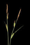 Upright sedge